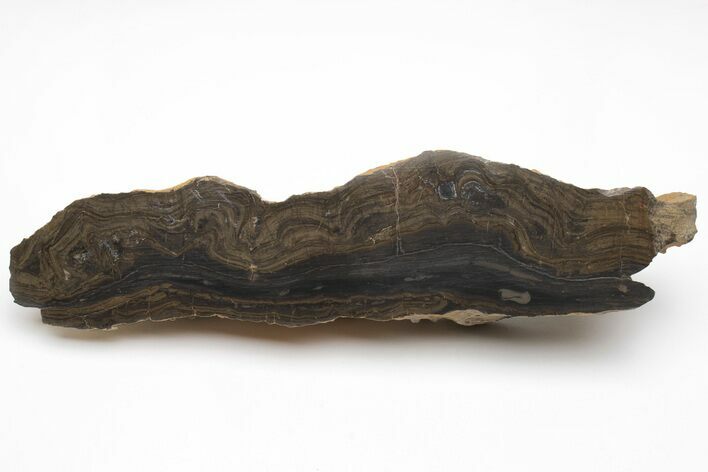 Devonian Stromatolite Slice - Orkney, Scotland #207395